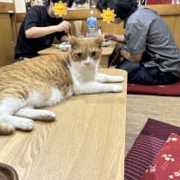 看板猫のいるお店で猫飲み (2506-5)