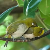 ラブラブのメジロ