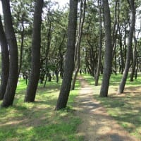 辻堂海浜公園散策