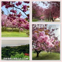 函館の桜