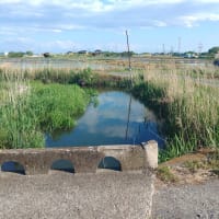 タナゴ釣り・・・楽しんできました！