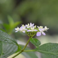 紫陽花 ～ 雨の日