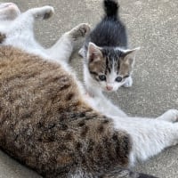 さくらとうめ