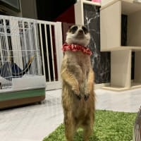 シュガーの子育て備忘録⑧