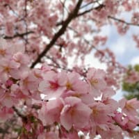 桜の季節