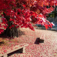 秋の公園散歩で健康への一歩、楽しみながら体を動かす