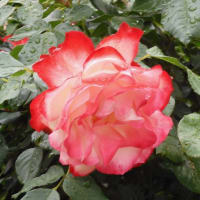 2025年の薔薇、その２