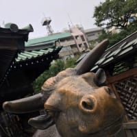 今日は雷記念日だそうです