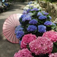 京都のあじさい寺 楊谷寺へ