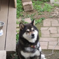 6月の小さな庭