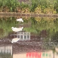 田植え前のたんぼで　白鷺