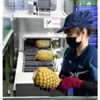 今日以降使えるダジャレ『3044』【経済】■輸出先を失った台湾産パイナップル、「応援購入」した日本で定着…シェア１％から９％に