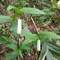 四国　石鎚山 東稜～墓場尾根と子持権現山
