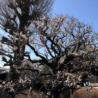 ワーホリ日本打工度假Day217