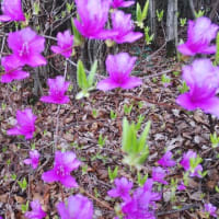 ミツバツツジ：満開