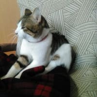 ジョニーが元気なくて・・・。
