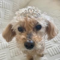 モコ16歳になりました