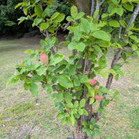 協同学苑　果樹の森