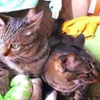 キジキジ毛づくろい