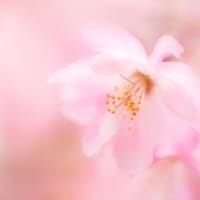 sakura.