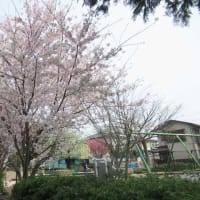 千駄野桜 2024.04.07