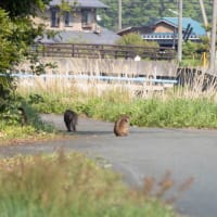 コウノトリ