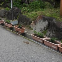 梅雨の晴れ間