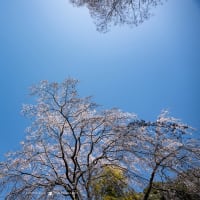 桜暦2023【安国論寺】青い空の中の桜