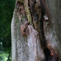お写んぽ＊７月・夏の歌〜⑦