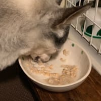 今日、何食べる？