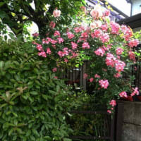 戻ってきた５月中旬の横浜の庭では