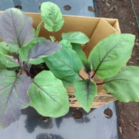 ナスの定植（菜園日記：2025年05月25日（日）)