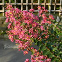我家の庭にある「百日紅（サルスベリ）が咲き始めました　