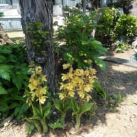 芽吹き