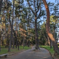 改めてサザンの「綺麗」を聴く