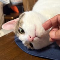 アゴを撫でたら目が飛んだ🙀