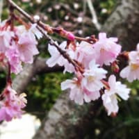長命寺の桜もち
