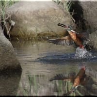 於大公園 ： 野鳥 ・ 翡翠 ・ カワセミ・・・フリー素材ブログ　カワセミ