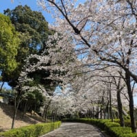関西大学の桜