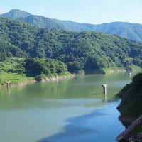真名川ダムとネムノキ