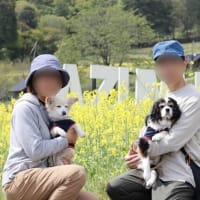 広～い｢菜の花畑｣@国営アルプスあづみの公園～2025GW長野旅行⑥