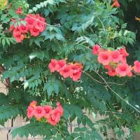 花散歩・ノウゼンカズラ / 凌霄花