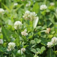 知る人ぞ知る！日本の希少な花の魅力
