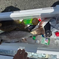 １２日・釣果