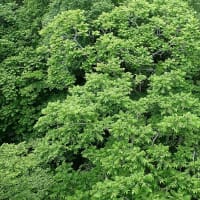 夏至が近づく　ヒメフウロが咲き出した