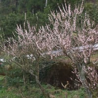 写真は、世知原街の全景と庭の梅です。3月3日と4日爺婆夫婦で嬉野温泉に行く