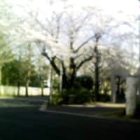 習志野の桜とヒメツバキ
