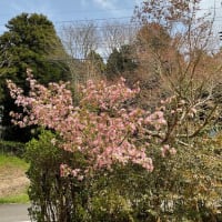 春の嵐と　かいどうが綺麗。