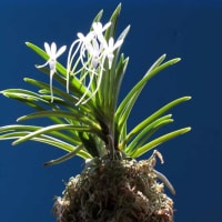 富貴蘭「無名」の花(過去の画像倉庫から)