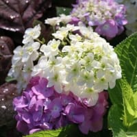 城北菖蒲園